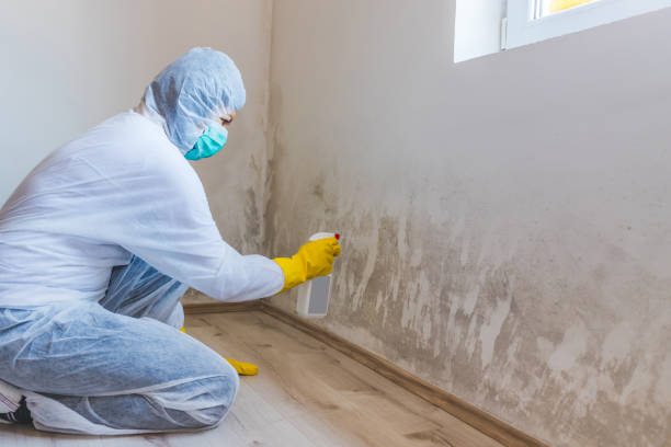 Licensed Mold Remediation service in Wellington, TX - 24 Hour Mold Removal