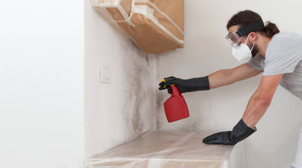 Professional Mold Remediation technician working in Wellington, TX