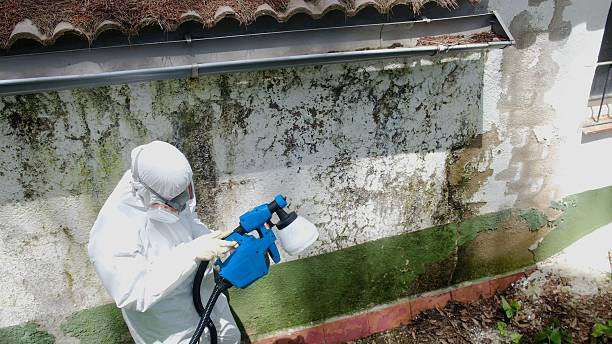 Top rated local Mold Remediation specialists in Wellington, TX